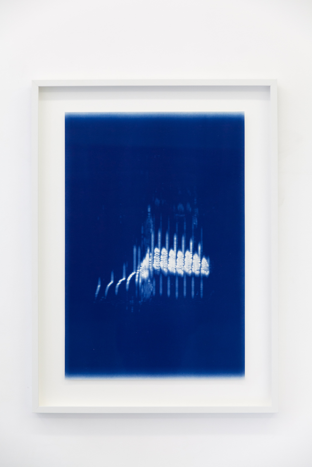 Chant du courlis cendr�, 2017